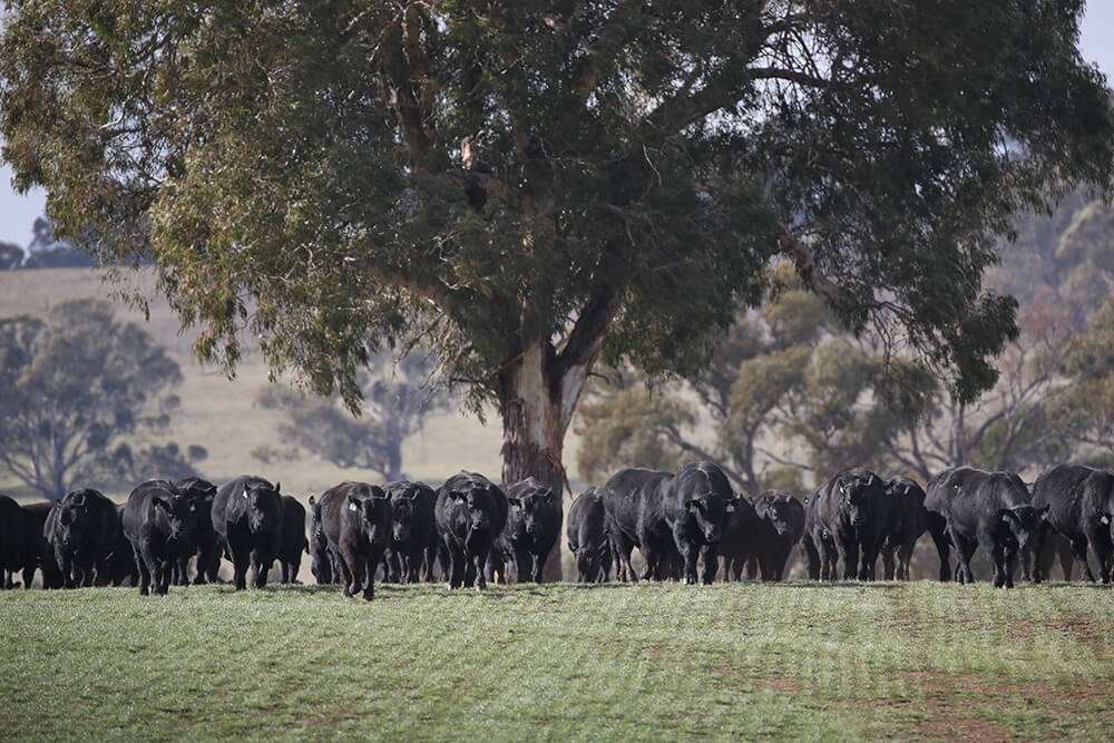 Genus ABS Bovine & Cattle Breeding Technologies ABS Global USA