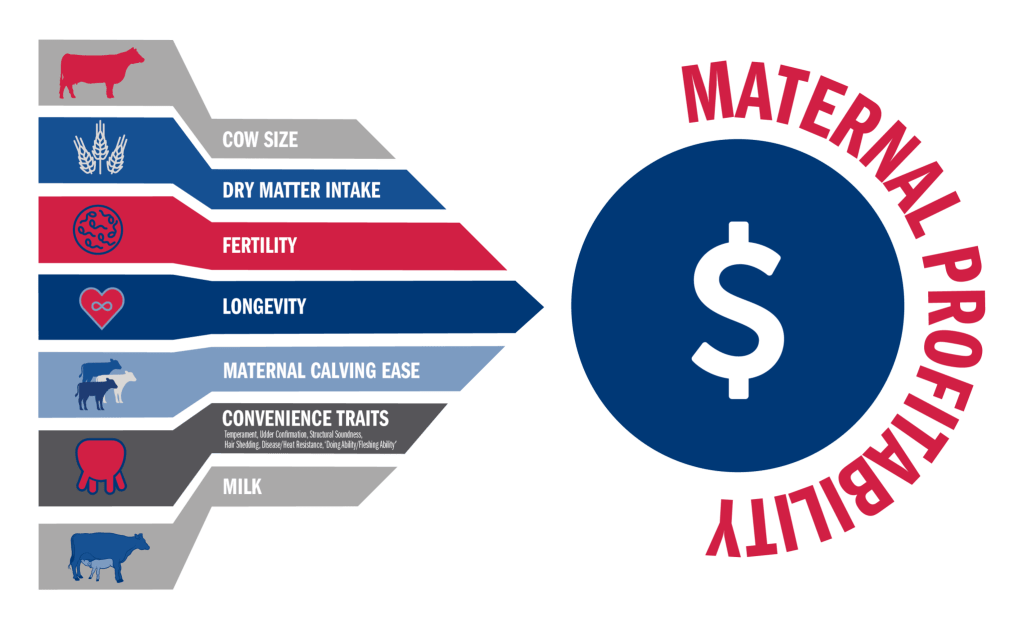 Cow Costs Maternal Profitability in South Africa