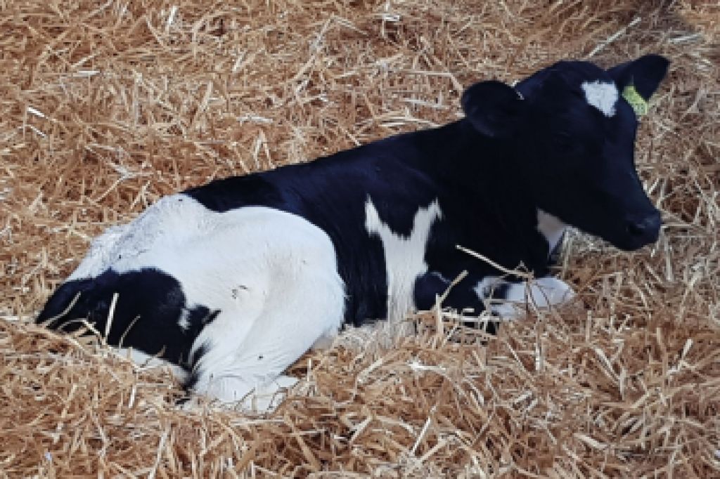 When should cows move to new pens