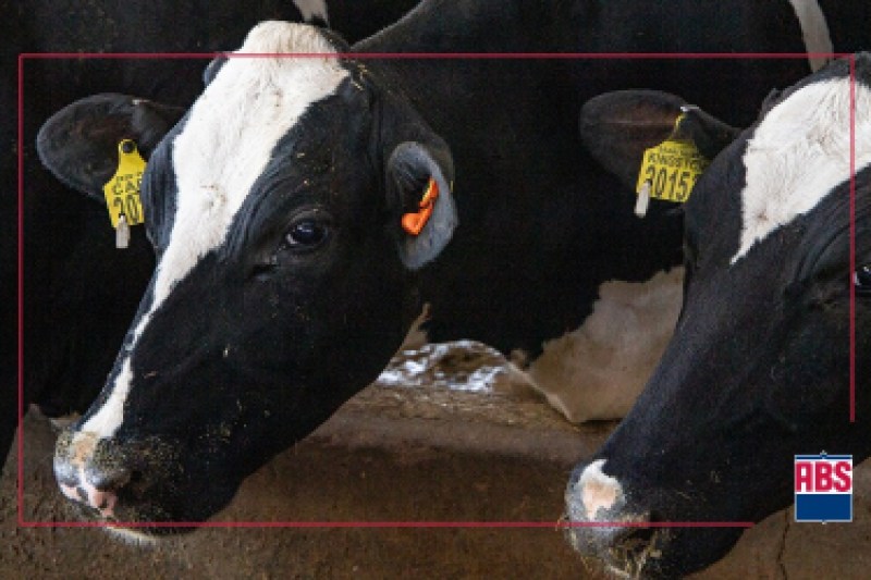 genomicTestingHeifers